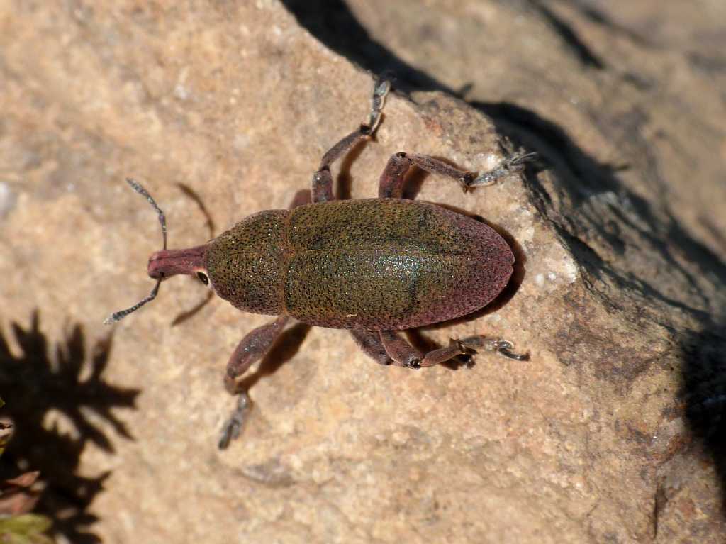 Lixomorphus algirus (Curculionidae) - Tolfa (RM)